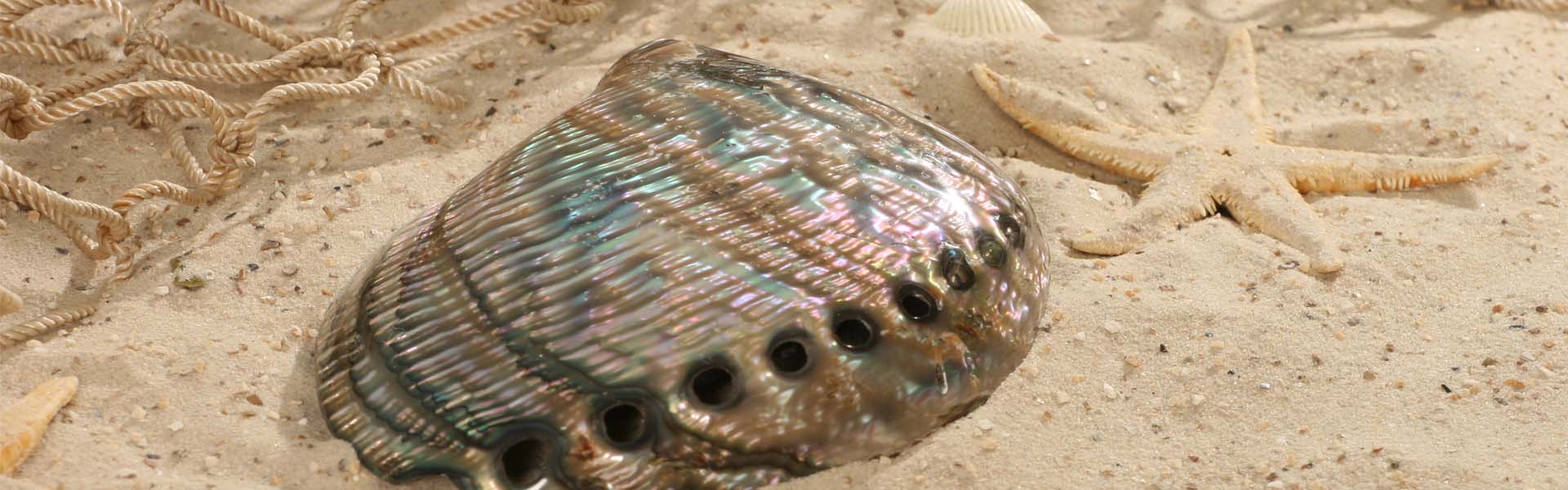 Muschelschalen